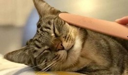 猫神爆料自己参训的视频,揭秘电竞选手日常训练幕后